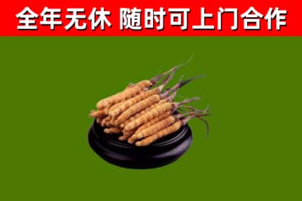 上高回收散虫草