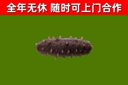 上高回收海参干
